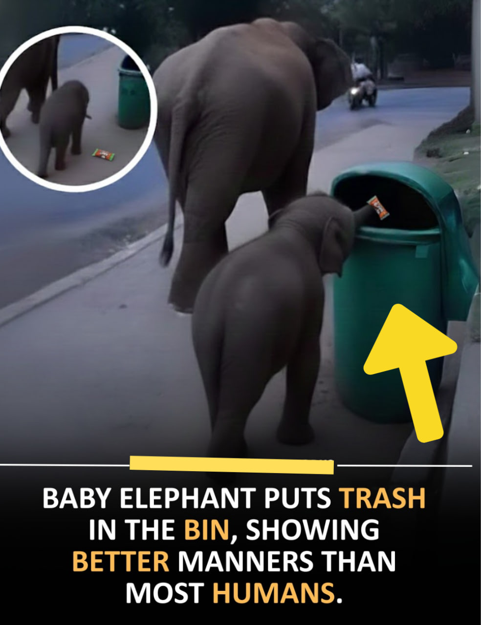 Baby Elephant Shows Humans How It’s Done — One Piece of Trash at a Time!