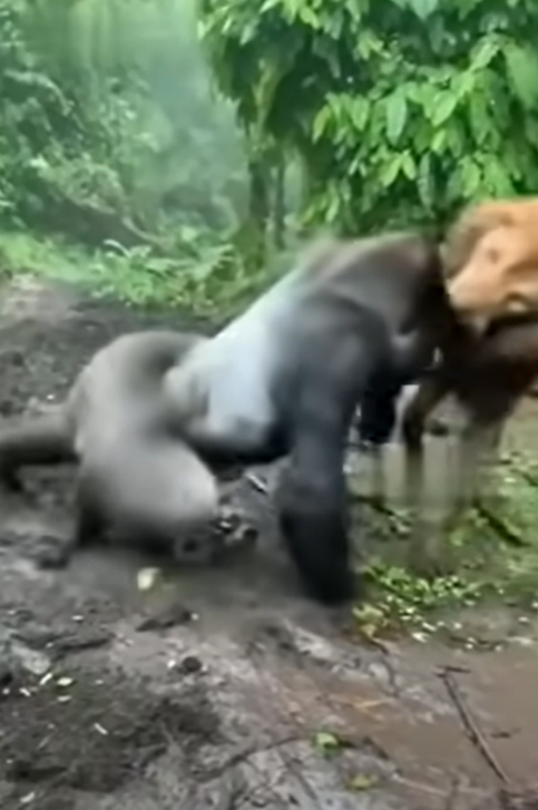 🔥 Viral · Zoo Incident