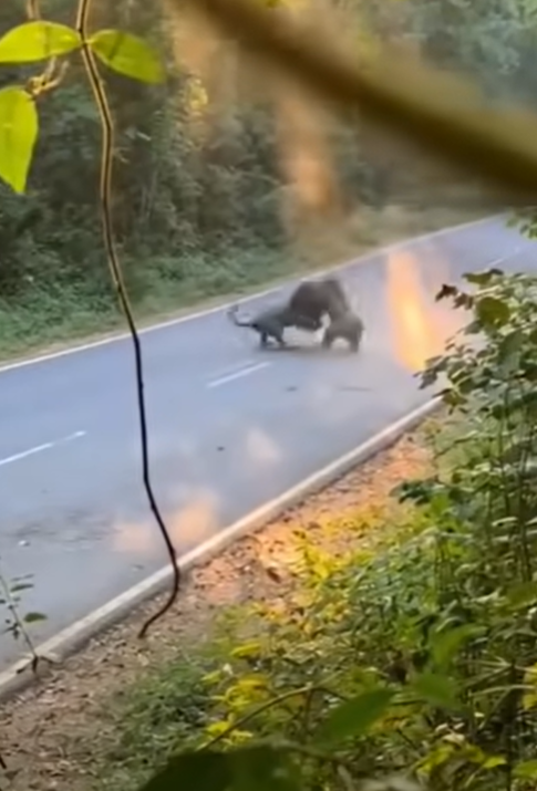 🔴 Breaking · Mountain Highway Incident · Eyewitness Report