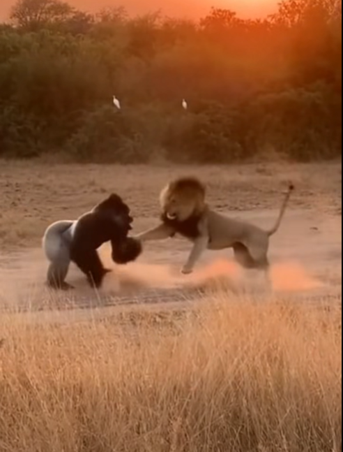 Safari Clash — Gorilla vs Lion in Golden Hour Savannah