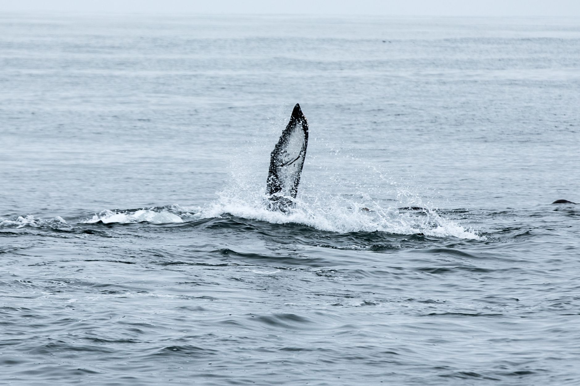 Marine biologists tracking a whale noticed she returned to the exact same spot every year for a decade — what she was doing there gave them chills