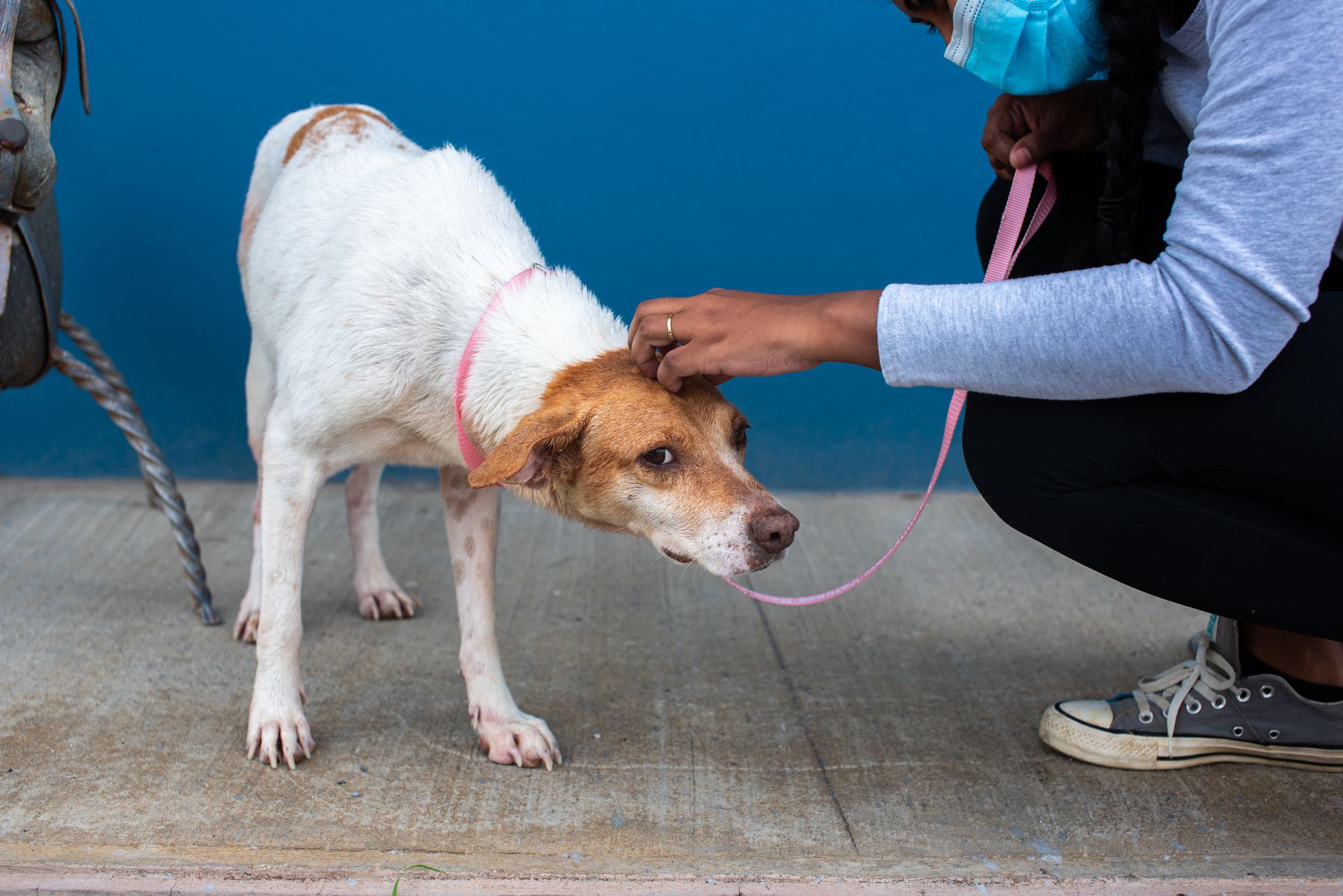 A shelter dog was adopted and returned seven times in a row — until one family finally understood why