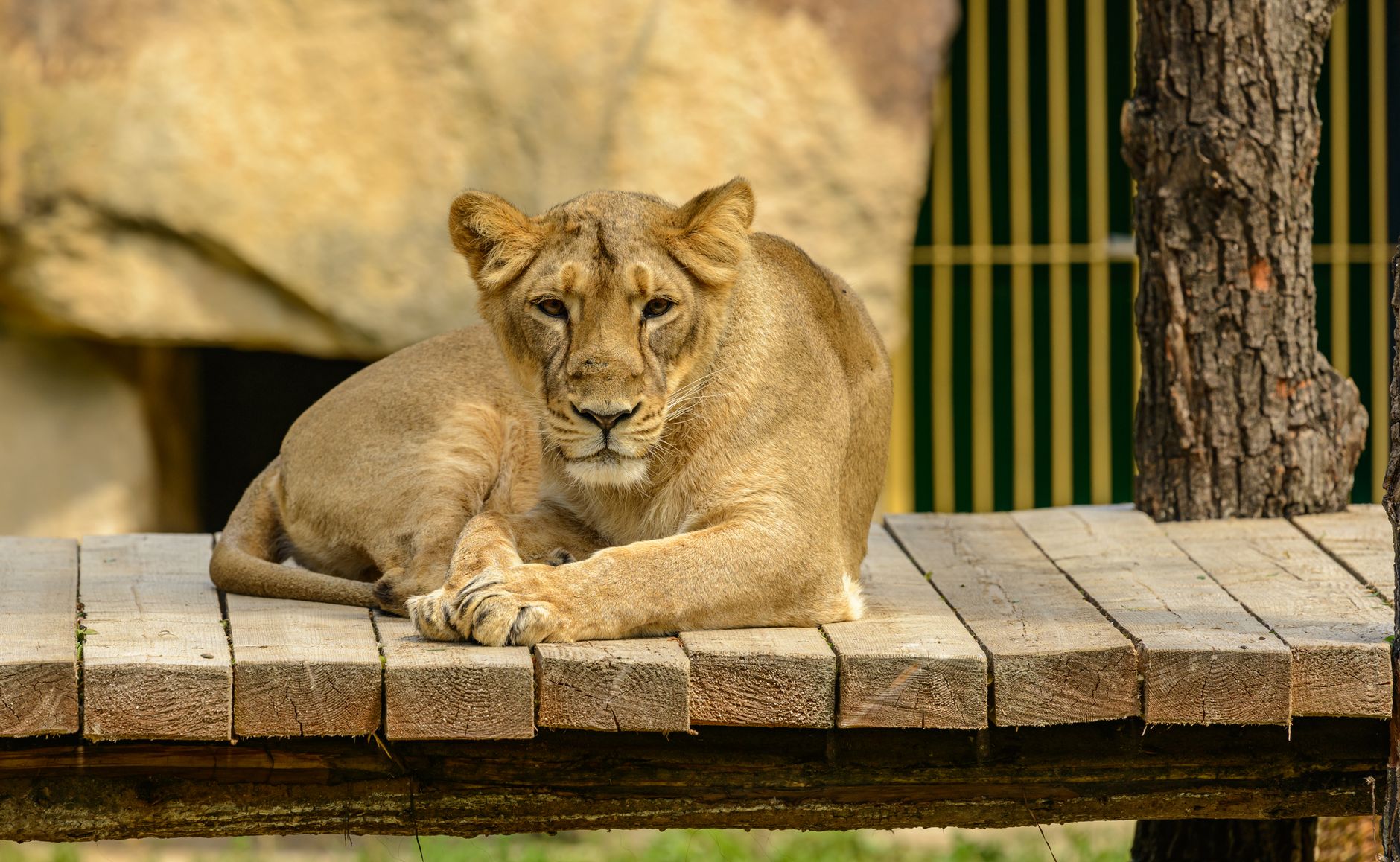 Zookeepers noticed the old lioness had stopped eating and wouldn’t leave one corner of her enclosure — the reason stunned the whole team
