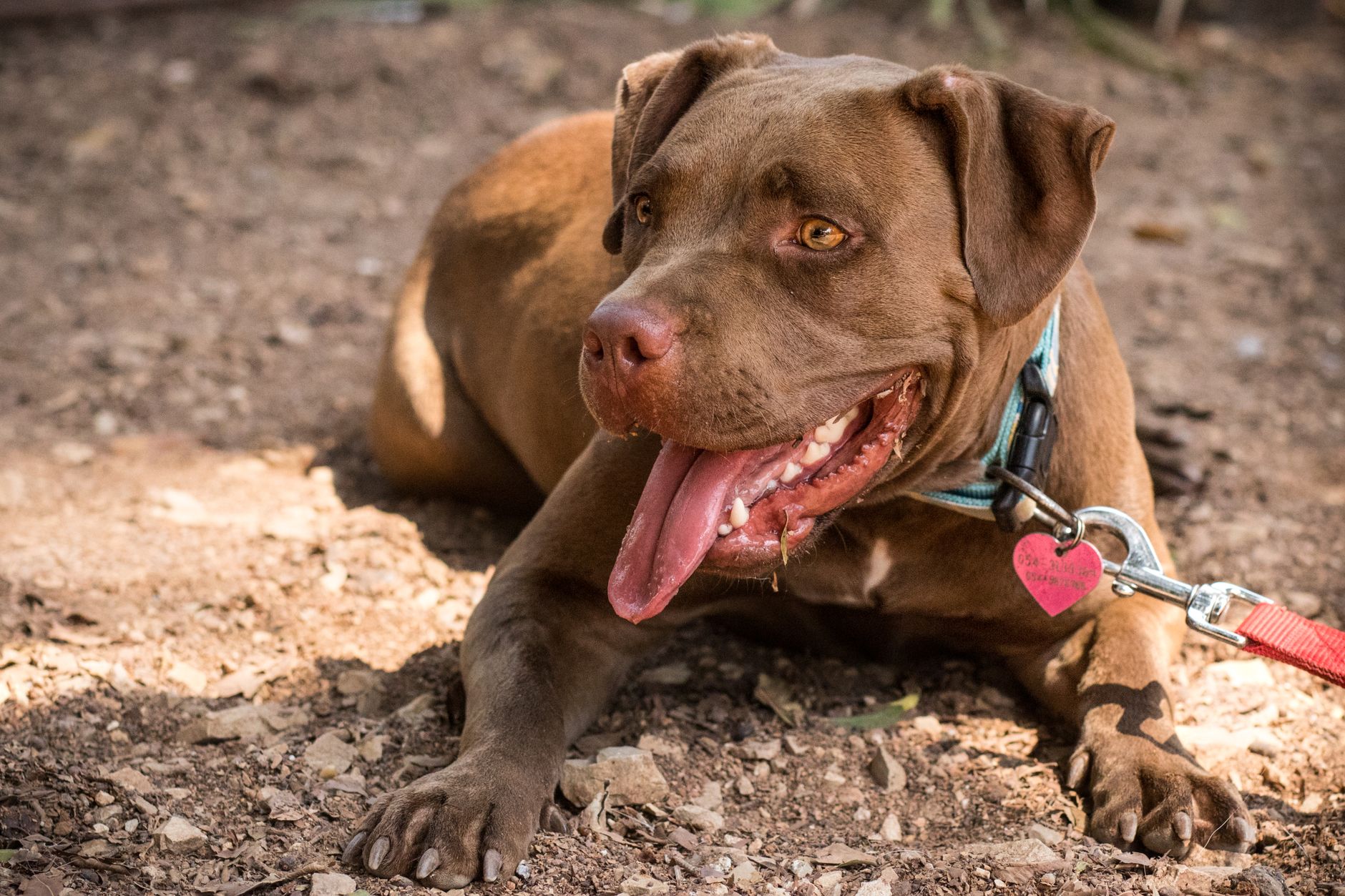 Neighbors kept calling animal control about the ‘vicious’ dog next door — what officers found when they finally went in broke their hearts